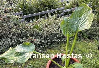 Hosta Sombrero