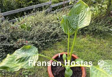 Hosta Sombrero