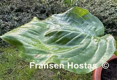 Hosta Sombrero