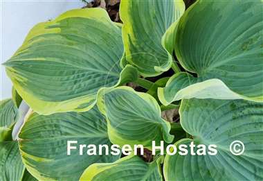 Hosta Sophisticated Lady