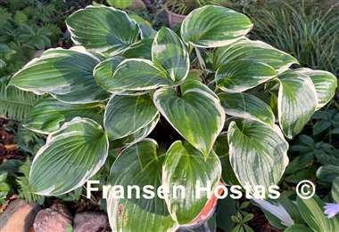 Hosta Sorbet