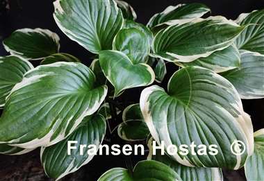 Hosta Sorbet
