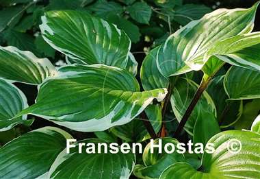 Hosta Sorbet