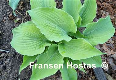 Hosta Soul Shine