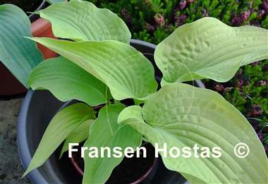 Hosta Soul Shine