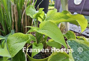 Hosta Soul Shine