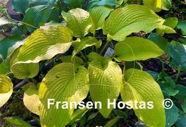 Hosta Soul Shine