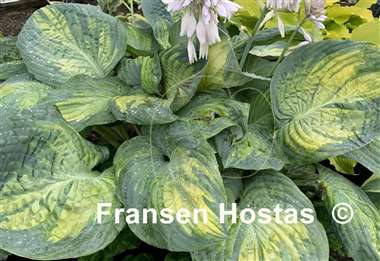 Hosta Sound of Music