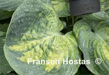 Hosta Sound of Music