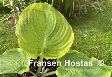 Hosta Sourpuss