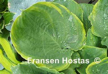 Hosta Sourpuss