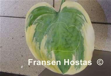 Hosta Souvenir to Friends