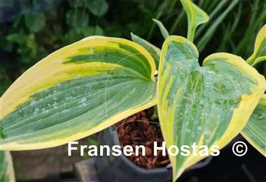 Hosta Souvenir to Friends
