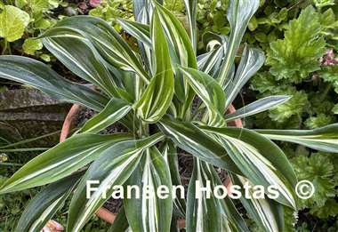 Hosta Sparkler