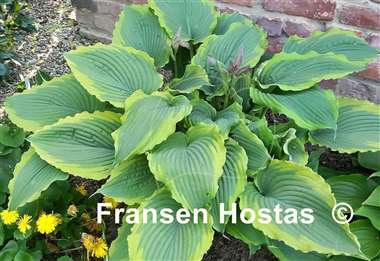 Hosta Spartacus