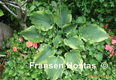 Hosta Spartacus