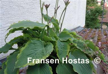 Hosta Spartacus