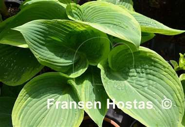 Hosta Spartan Glory