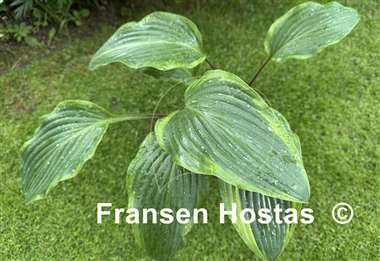 Hosta Speak No Evil