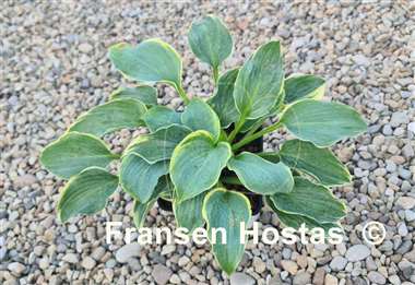 Hosta Speakeasy