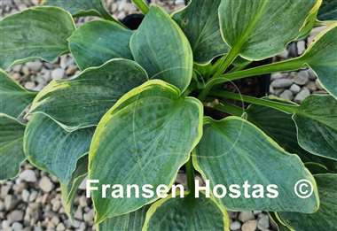 Hosta Speakeasy