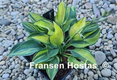 Hosta Special Forces