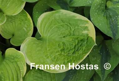 Hosta Spellbound