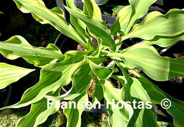 Hosta Spiked Punch