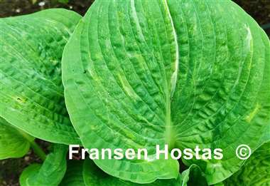 Hosta Spilt Milk