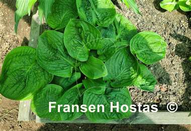 Hosta Spinach Patch