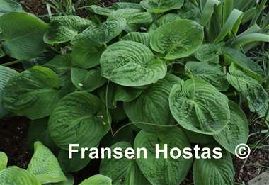 Hosta Spinach Patch