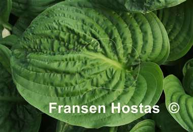 Hosta Spinach Patch