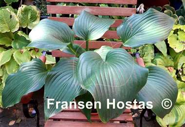 Hosta Spirit of St. Louis