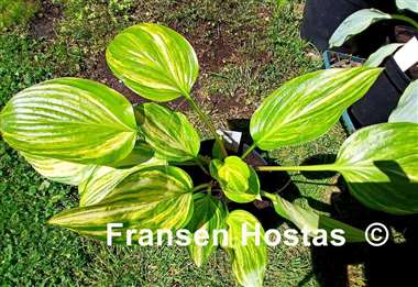 Hosta Splashed Leather