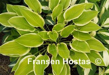 Hosta Spring Break