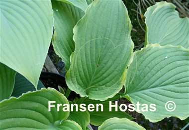 Hosta Spring Fling