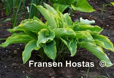 Hosta Spring Fling