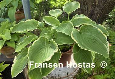Hosta Spring Fling