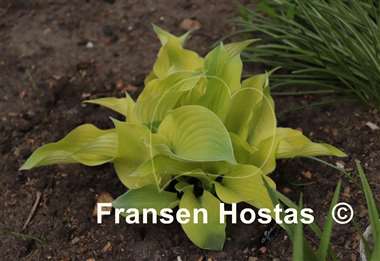 Hosta Spring Ghost