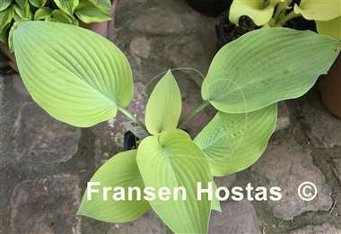 Hosta Spring Ghost