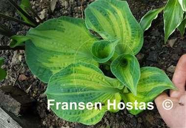 Hosta Spring Love