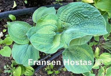 Hosta Spring Love