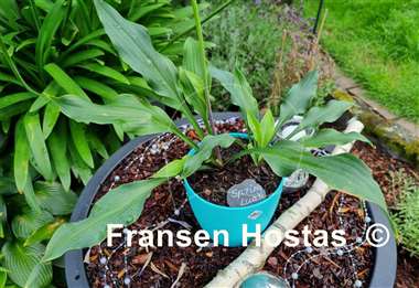 Hosta Spring Luau