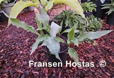 Hosta Spring Luau