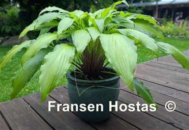 Hosta Spritzer