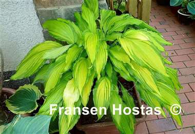 Hosta Spritzer