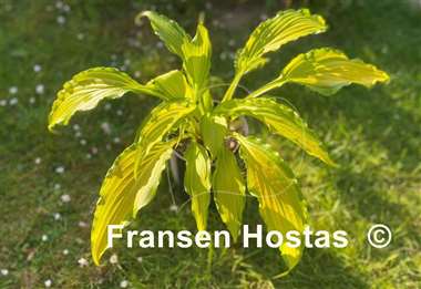 Hosta Spritzer