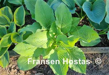 Hosta Squash Casserole