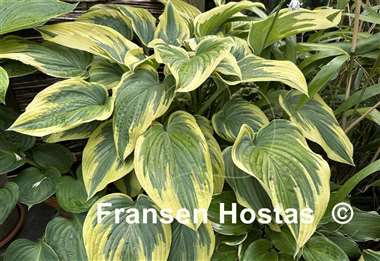 Hosta Stag's Leap