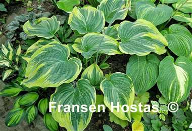 Hosta Stag's Leap